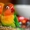 продаются попугаи разных видов - Изображение #4, Объявление #1247389
