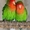 продаются попугаи разных видов - Изображение #5, Объявление #1247389