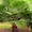 Продам пальму Вашингтония нитеносная (Washingtonia filifera) #1270407