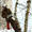 Спил и обрезка деревьев любй сложности в Алматы - Изображение #2, Объявление #1274068