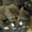 Американского стаффордширского терьера продаю щенков (стаффорд) - Изображение #1, Объявление #1279816