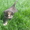 Котята породы скоттиш страйт и фолд - Изображение #2, Объявление #1275044