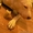 Американского стаффордширского терьера продаю щенков (стаффорд) - Изображение #5, Объявление #1279816