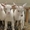 Продаются молочная коза с козочками - Изображение #2, Объявление #1283974