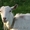 Продаются молочная коза с козочками #1283974