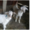 Продам козу с козлятами  70000тг - Изображение #2, Объявление #1284019