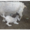 Продам козу с козлятами  70000тг - Изображение #3, Объявление #1284019