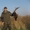 Охота на фазанов и келиков недалеко от Алматы #1306933