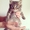 Котята от породистой кошки в хорошие руки - Изображение #3, Объявление #1317467