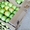 Продам яблоки оптом срочно! Алматы! Разные сорта Апорт Золотой превосходный - Изображение #3, Объявление #1319010