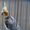 Продам попугаев  Корелл и какарика - Изображение #4, Объявление #1346011
