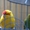 Продам попугаев  Корелл и какарика #1346011