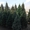 Купить новогоднюю елку в Алматы недорого! Бесплатная доставка - Изображение #3, Объявление #1345725