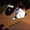 щенок американский стафардширский терьер  - Изображение #3, Объявление #1373783