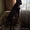 щенок американский стафардширский терьер  - Изображение #1, Объявление #1373783