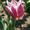 Тюльпаны к 8 марта оптом - Изображение #5, Объявление #1378841