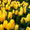 Тюльпаны к 8 марта оптом - Изображение #3, Объявление #1378841