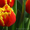 Тюльпаны к 8 марта оптом - Изображение #6, Объявление #1378841
