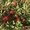 Саженцы плодовых, хвойных деревьев и роз из Европы оптом - Изображение #4, Объявление #1368270