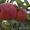 Саженцы яблони 15 сортов #1369215