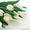 Тюльпаны к 8 марта оптом - Изображение #1, Объявление #1378841