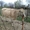 продам быка и корову - Изображение #2, Объявление #1416327