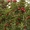 Обрезка плодовых деревьев. Алматы. #1440442