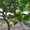 Продам дерево лимона - Изображение #6, Объявление #1281939