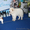 Большая горная пиренейская собака - Изображение #1, Объявление #1454775