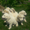 Большая горная пиренейская собака - Изображение #3, Объявление #1454775