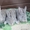 Продам кроликов породы фландер и шиншилла 