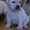 Продам собаку лабрадор-ретривер - Изображение #2, Объявление #1482977