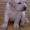 Продам собаку лабрадор-ретривер - Изображение #3, Объявление #1482977