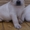 Продам собаку лабрадор-ретривер - Изображение #1, Объявление #1482977