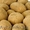 Семенной картофель из Беларуси #1497559