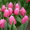 Тюльпаны (Tulip) к 8 марта - Изображение #1, Объявление #1529012