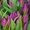 Тюльпаны (Tulip) к 8 марта - Изображение #3, Объявление #1529012