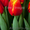 Тюльпаны (Tulip) к 8 марта - Изображение #2, Объявление #1529012