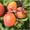 Саженцы абрикоса Харкот, Сомо, Эрли оранж - Изображение #1, Объявление #1536348