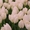 Тюльпаны к 8му Марту  - Изображение #2, Объявление #1534860
