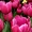 Тюльпаны к 8му Марту  - Изображение #3, Объявление #1534860