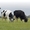 Коровы голштино-фризской породы #1532172