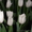 Тюльпаны к 8 марта оптом и розницу - Изображение #4, Объявление #1535623