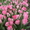 Тюльпаны к 8 марта оптом и розницу - Изображение #3, Объявление #1535623