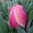 Тюльпаны к 8 марта оптом и розницу - Изображение #6, Объявление #1535623