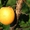 Саженцы абрикоса Харкот, Сомо, Эрли оранж - Изображение #2, Объявление #1536348