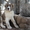 Элитные щенки алабая от чемпиона РК (документы СКК) - Изображение #1, Объявление #1560808