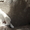 Элитные щенки алабая от чемпиона РК (документы СКК) - Изображение #2, Объявление #1560808