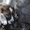 Элитные щенки алабая от чемпиона РК (документы СКК) - Изображение #3, Объявление #1560808