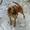 Привитые собаки из приюта "ХВОСТАТЫЙ РАЙ" - Изображение #7, Объявление #1555404